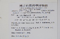 頂芽新月蕨藏品圖，第2張