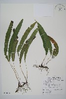錫蘭雙蓋蕨藏品圖，第1張