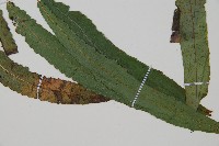 錫蘭雙蓋蕨藏品圖，第3張