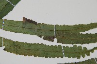 錫蘭雙蓋蕨藏品圖，第4張