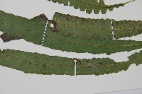 錫蘭雙蓋蕨藏品圖，第5張