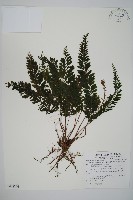 菲律賓厚葉蕨藏品圖，第1張