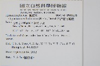 菲律賓厚葉蕨藏品圖，第2張