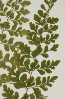 大黑柄鐵角蕨、黃鱗鐵角蕨、大羽鐵角蕨藏品圖，第3張