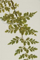 大黑柄鐵角蕨、黃鱗鐵角蕨、大羽鐵角蕨藏品圖，第4張