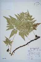 闊葉骨碎補藏品圖，第1張