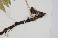 闊葉骨碎補藏品圖，第3張