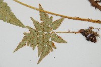 闊葉骨碎補藏品圖，第4張