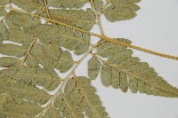 闊葉骨碎補藏品圖，第5張