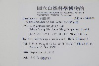 馬來陰石蕨藏品圖，第5張