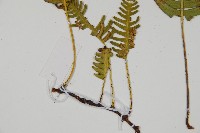 馬來陰石蕨藏品圖，第6張