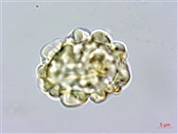 馬來陰石蕨藏品圖，第4張