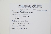 鐵角蕨藏品圖，第2張