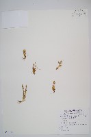 蛇足石杉、千層塔藏品圖，第1張