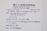 蛇足石杉、千層塔藏品圖，第2張