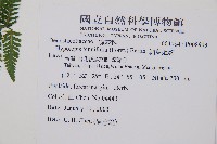 粗毛金星蕨藏品圖，第2張