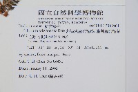 臺灣金狗毛蕨藏品圖，第2張