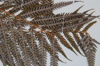 臺灣金狗毛蕨藏品圖，第3張