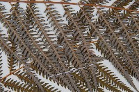 臺灣金狗毛蕨藏品圖，第4張