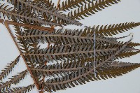 臺灣金狗毛蕨藏品圖，第5張