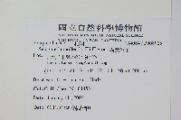 異葉卷柏藏品圖，第2張