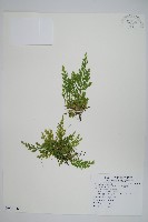 異葉卷柏藏品圖，第1張