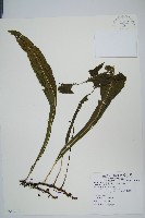 萊氏線蕨藏品圖，第1張