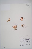 相馬氏石松藏品圖，第1張