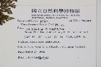 稀子蕨藏品圖，第2張