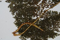 稀子蕨藏品圖，第3張