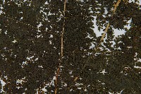 稀子蕨藏品圖，第4張