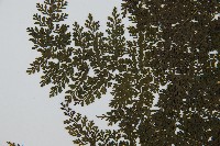 稀子蕨藏品圖，第5張