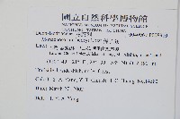 稀子蕨藏品圖，第2張