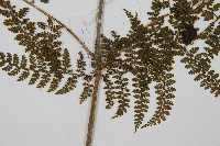 稀子蕨藏品圖，第3張