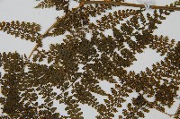 稀子蕨藏品圖，第4張