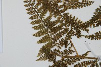 稀子蕨藏品圖，第5張