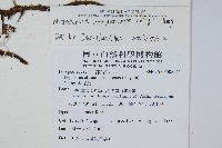 波氏星蕨藏品圖，第2張