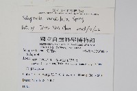 疏葉卷柏藏品圖，第2張