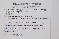 尖葉耳蕨藏品圖，第2張