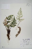 深山粉背蕨藏品圖，第1張