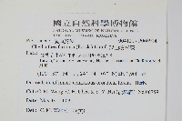 深山粉背蕨藏品圖，第2張