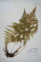 臺灣鱗毛蕨藏品圖，第1張