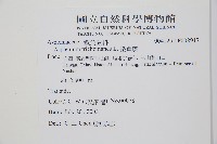 劍葉鐵角蕨、箭葉鐵角蕨藏品圖，第2張