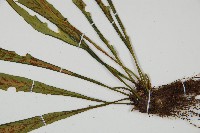 劍葉鐵角蕨、箭葉鐵角蕨藏品圖，第3張