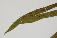 劍葉鐵角蕨、箭葉鐵角蕨藏品圖，第4張