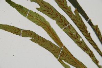 劍葉鐵角蕨、箭葉鐵角蕨藏品圖，第5張