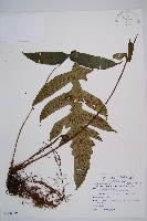 假腸蕨藏品圖，第1張