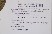 假腸蕨藏品圖，第5張