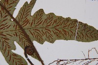 假腸蕨藏品圖，第6張