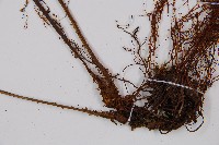 假腸蕨藏品圖，第7張